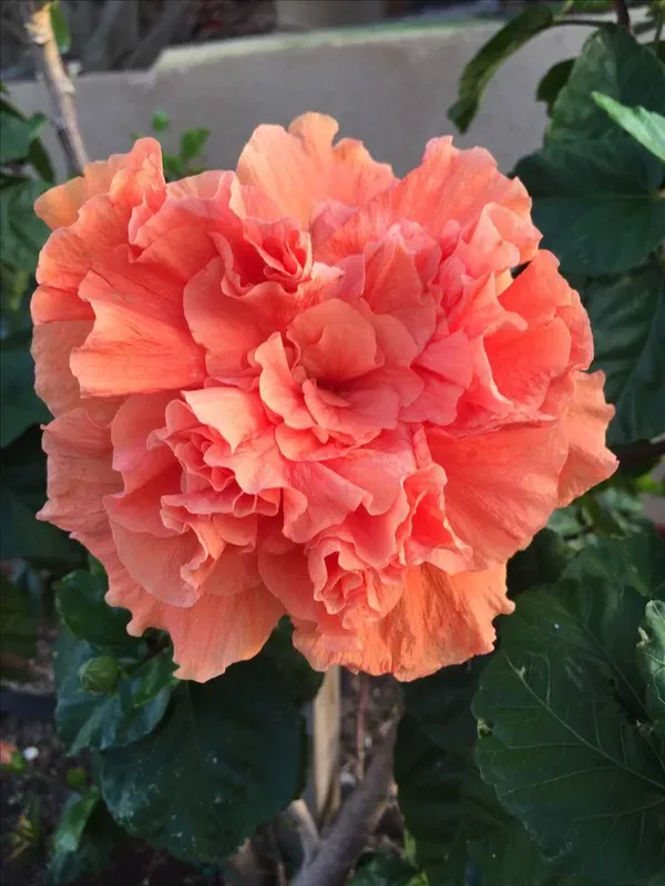 Orange_Hibiscus_Plant_-_Grafted_&_Perennial
