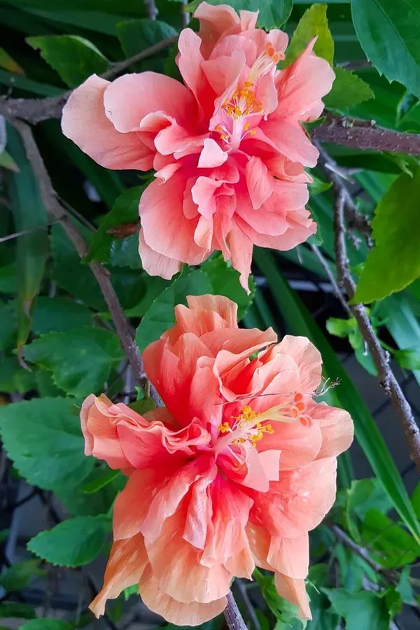 Orange_Hibiscus_Plant_-_Grafted_&_Perennial