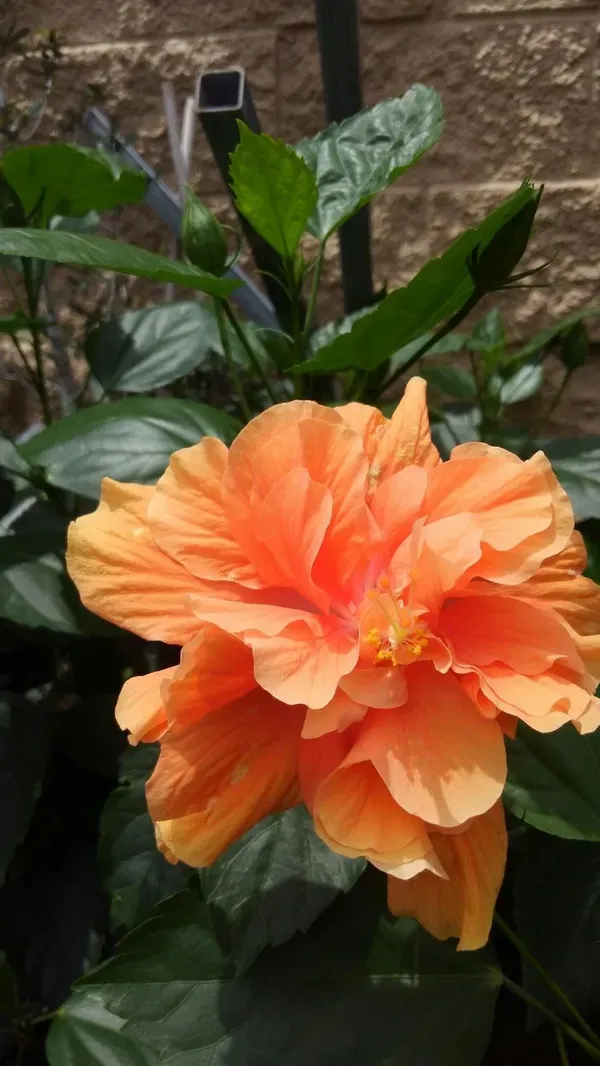 Orange_Hibiscus_Plant_-_Grafted_&_Perennial
