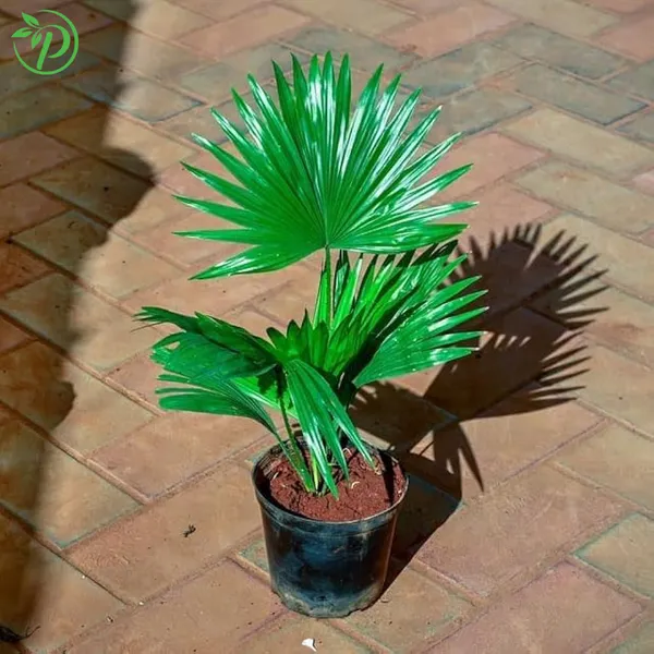 Hybrid_Fan_Plam_Indoor_Live_Plnt_-_Grafted_&_Perennial