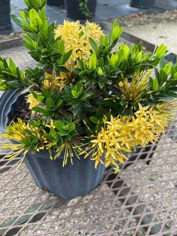 Multicolor_Ixora_Plant_-_Grafted_&_Perennial