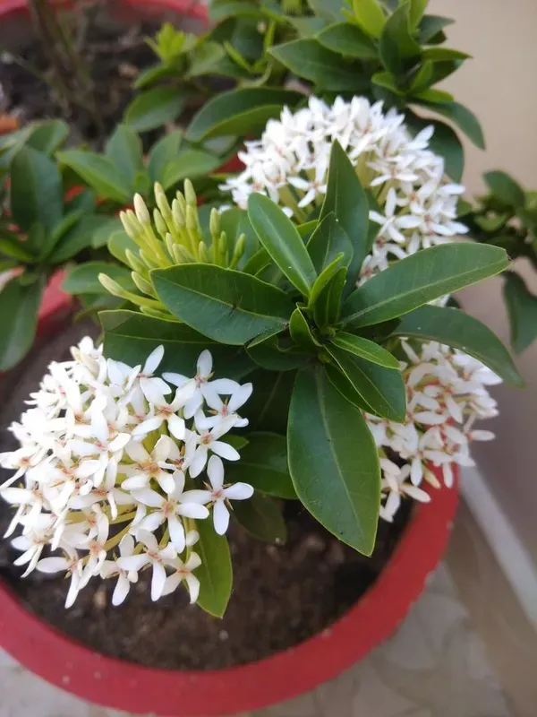 Multicolor_Ixora_Plant_-_Grafted_&_Perennial