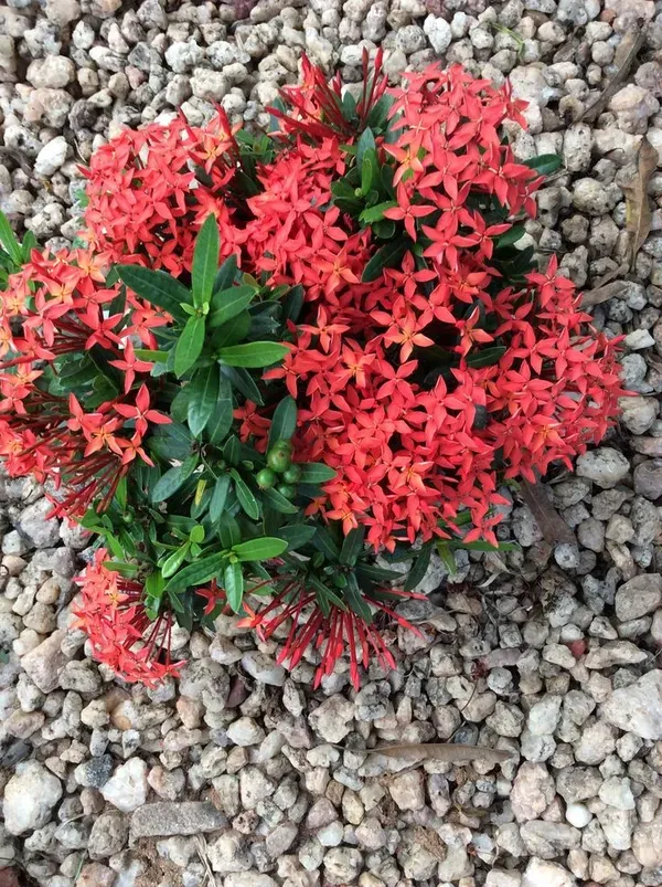 Multicolor_Ixora_Plant_-_Grafted_&_Perennial