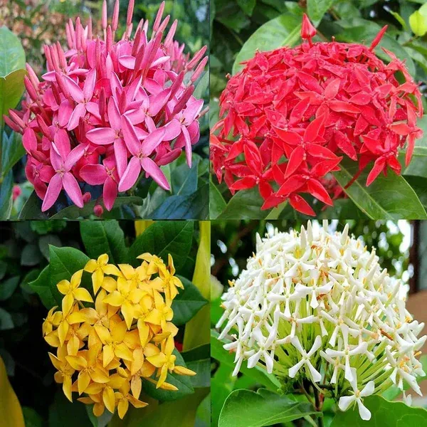 Multicolor_Ixora_Plant_-_Grafted_&_Perennial