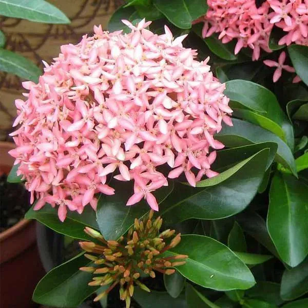 Multicolor_Ixora_Plant_-_Grafted_&_Perennial