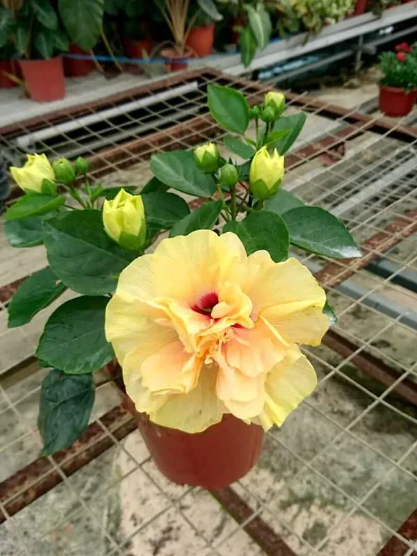 Yellow_Hibiscus_Plant_-_Grafted_&_Perennial