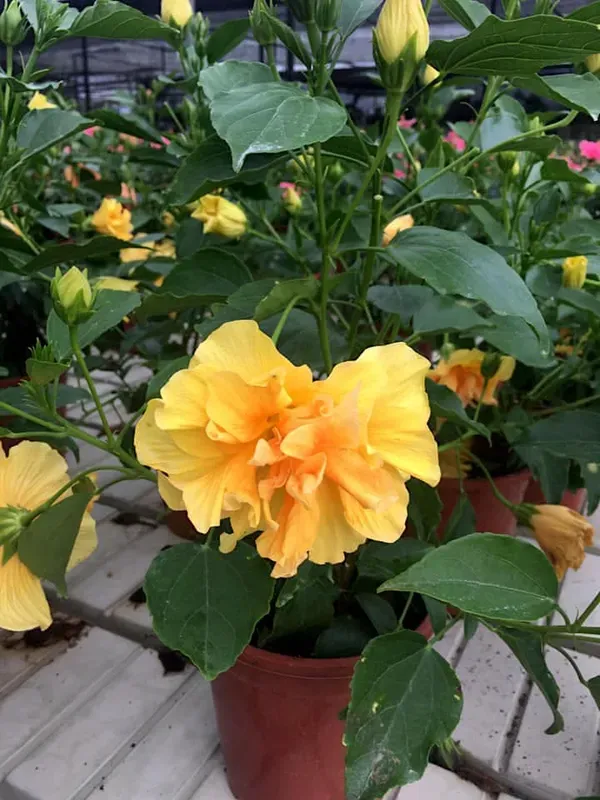 Yellow_Hibiscus_Plant_-_Grafted_&_Perennial