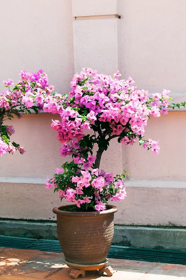 Pink_Bougainvilla_Plant_-_Grafted_&_Perennial