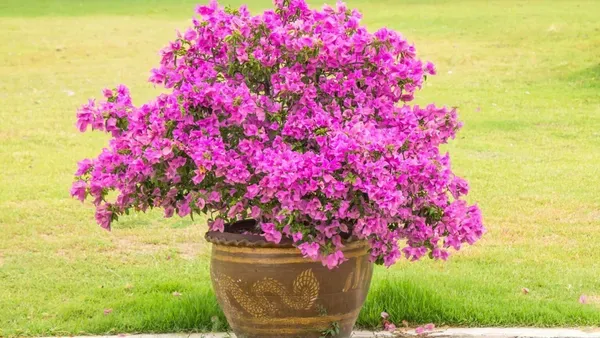 Pink_Bougainvilla_Plant_-_Grafted_&_Perennial