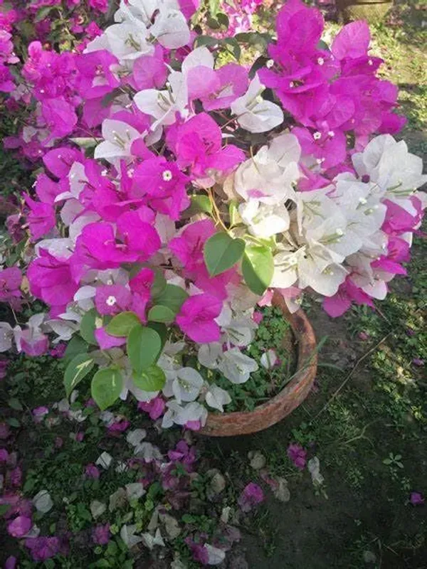 Pink_Bougainvilla_Plant_-_Grafted_&_Perennial