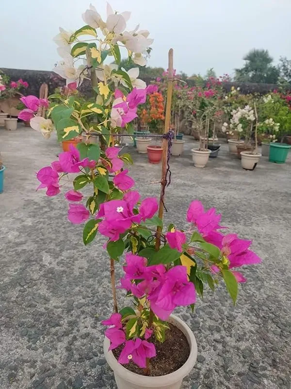 Pink_Bougainvilla_Plant_-_Grafted_&_Perennial