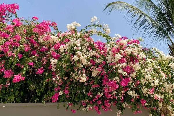 Pink_Bougainvilla_Plant_-_Grafted_&_Perennial