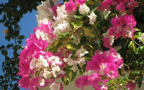 Pink_Bougainvilla_Plant_-_Grafted_&_Perennial