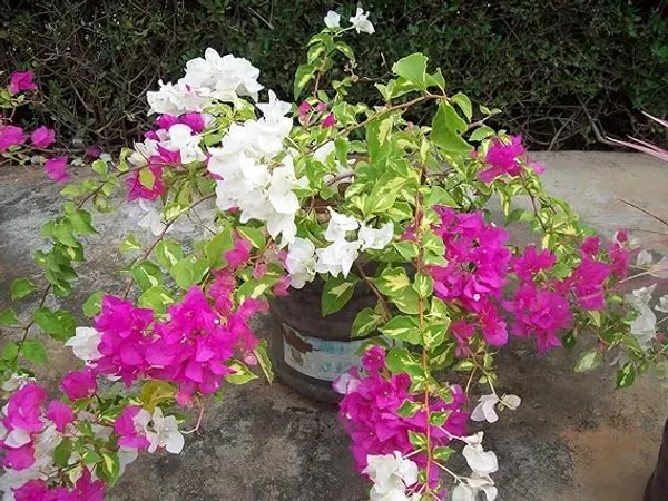 Pink_Bougainvilla_Plant_-_Grafted_&_Perennial