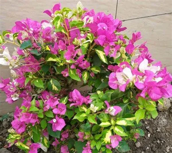Pink_Bougainvilla_Plant_-_Grafted_&_Perennial