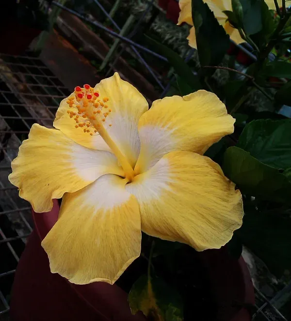 Yellow_Hibiscus_Plant_-_Grafted_&_Perennial