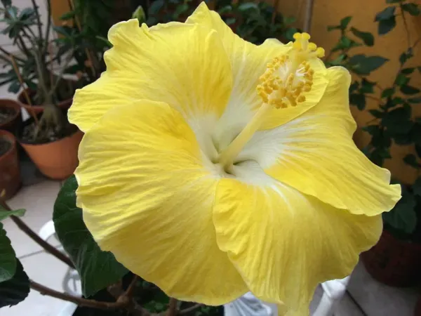 Yellow_Hibiscus_Plant_-_Grafted_&_Perennial