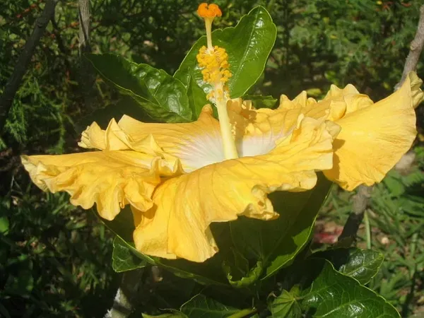 Yellow_Hibiscus_Plant_-_Grafted_&_Perennial