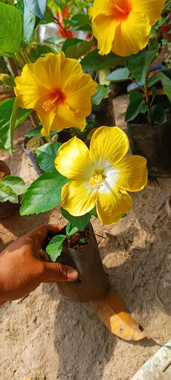 Yellow_Hibiscus_Plant_-_Grafted_&_Perennial