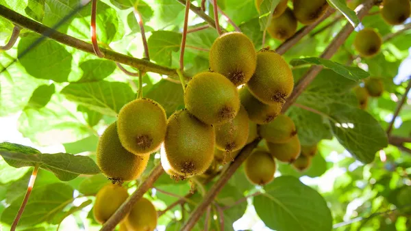 Kiwi_fruit_plant_original_Healthy_live_plant