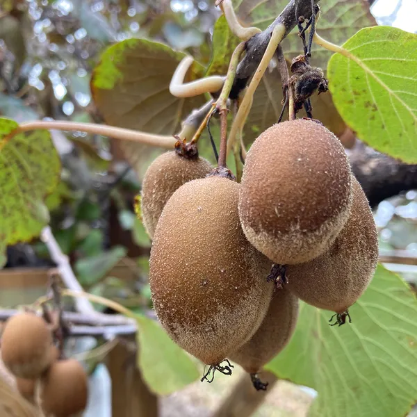 Kiwi_fruit_plant_original_Healthy_live_plant
