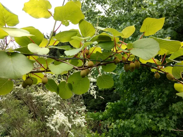 Kiwi_fruit_plant_original_Healthy_live_plant