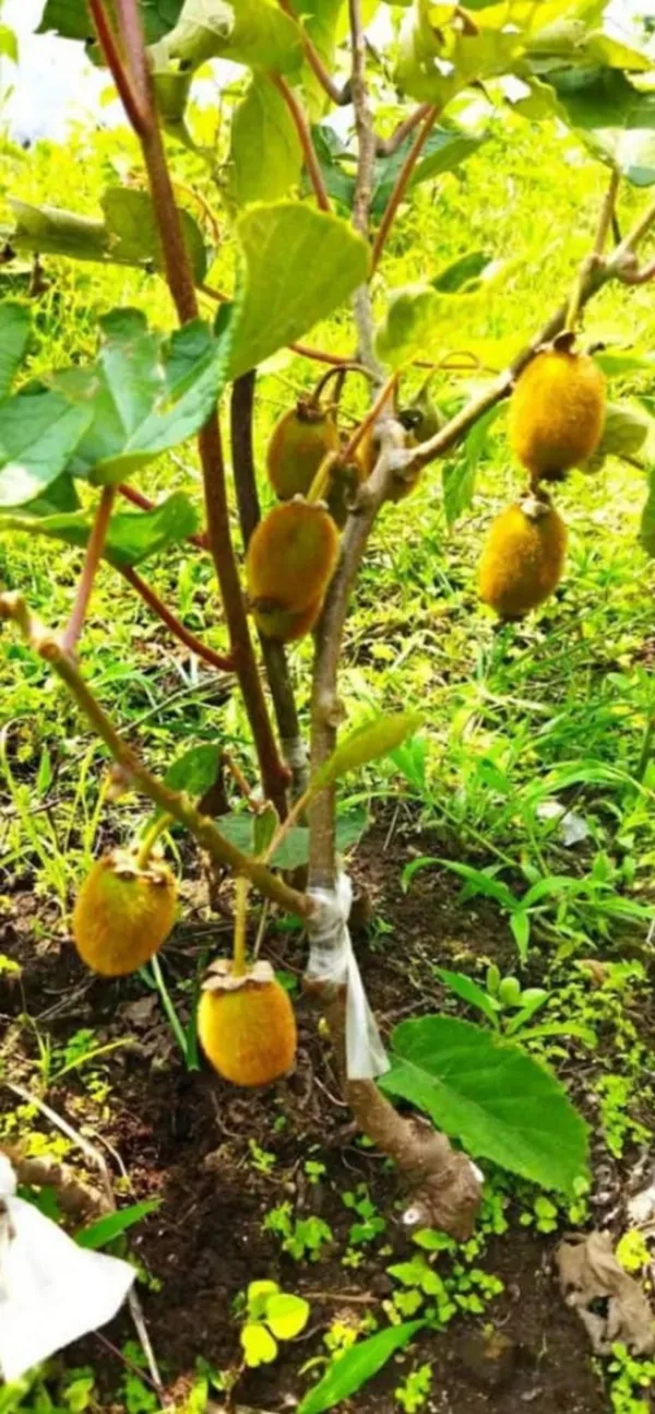 Kiwi_fruit_plant_original_Healthy_live_plant