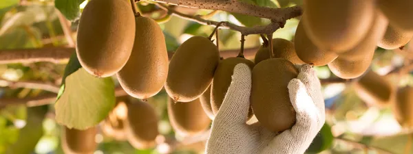 Kiwi_fruit_plant_original_Healthy_live_plant