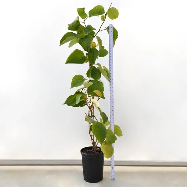 Kiwi_fruit_plant_original_Healthy_live_plant