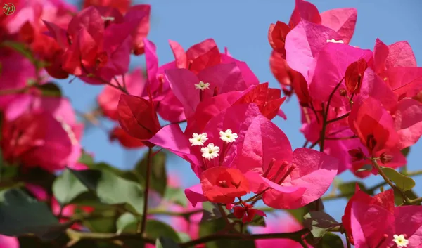 Bougainvilla_Plant_-_Grafted_&_Perennial