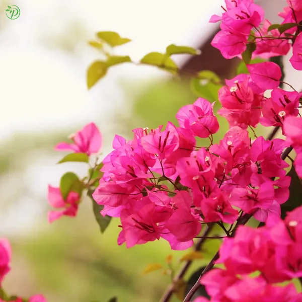 Bougainvilla_Plant_-_Grafted_&_Perennial