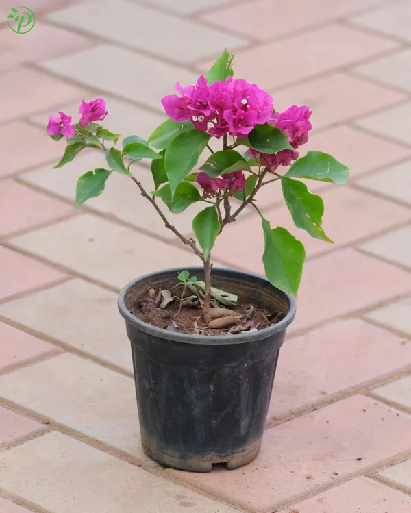 Bougainvilla_Plant_-_Grafted_&_Perennial