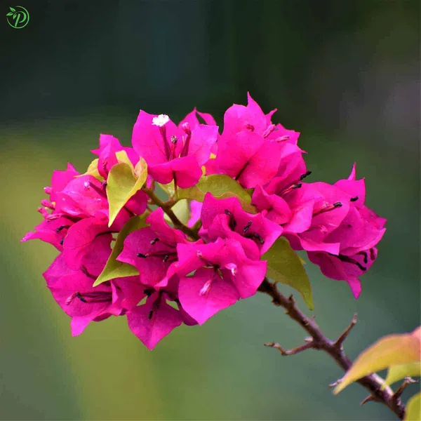 Bougainvilla_Plant_-_Grafted_&_Perennial