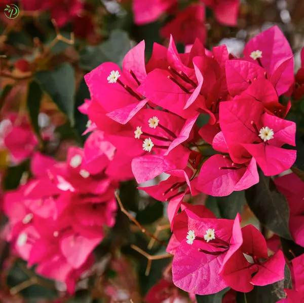Bougainvilla_Plant_-_Grafted_&_Perennial