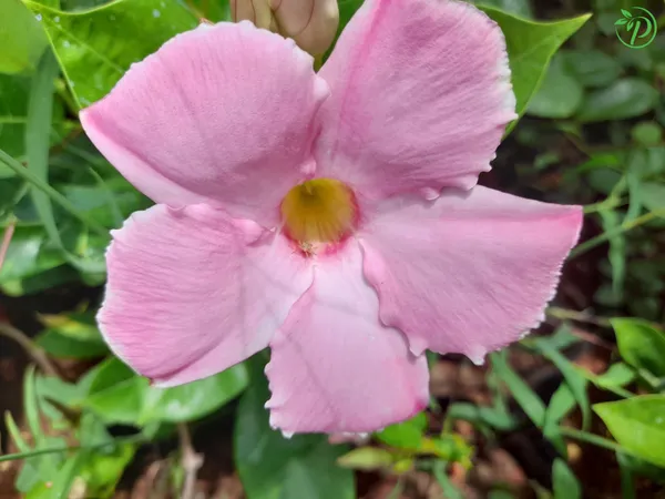 Pink_Mandevilla_Plant_-_Grafted_&_Perennial