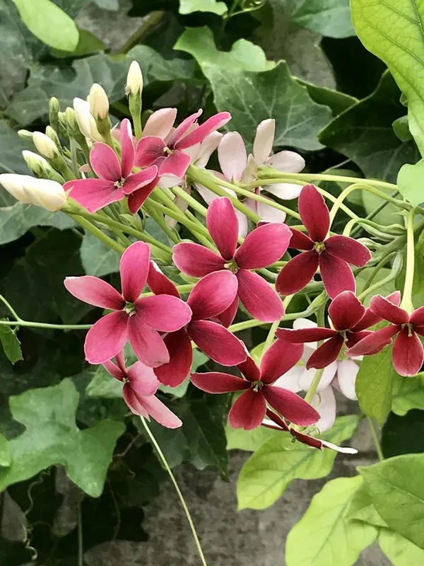 Pink_Madhumalti_Plant_-_Grafted_&_Perennial