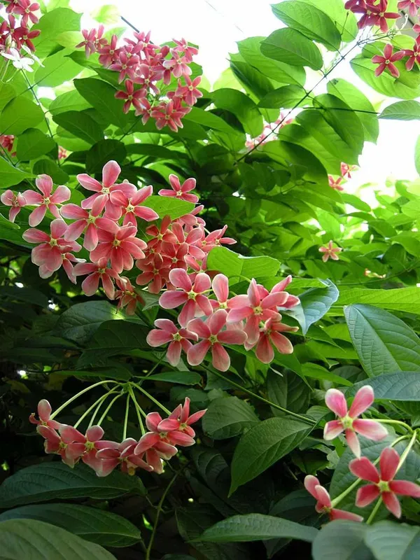 Pink_Madhumalti_Plant_-_Grafted_&_Perennial