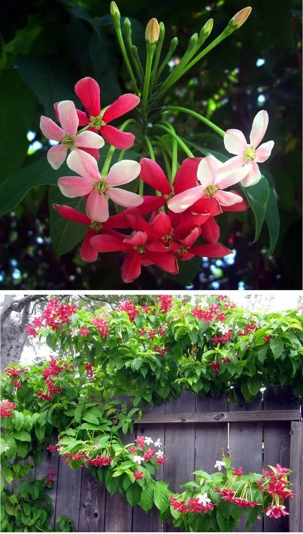 Pink_Madhumalti_Plant_-_Grafted_&_Perennial