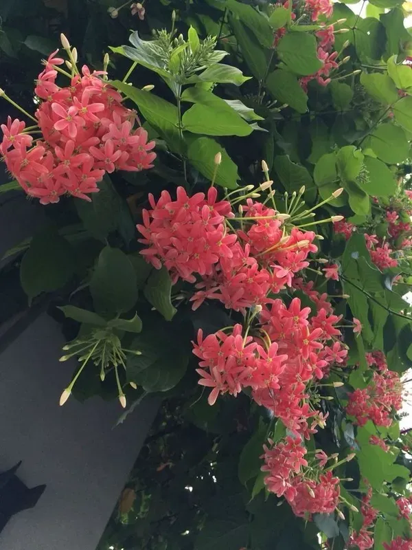 Pink_Madhumalti_Plant_-_Grafted_&_Perennial
