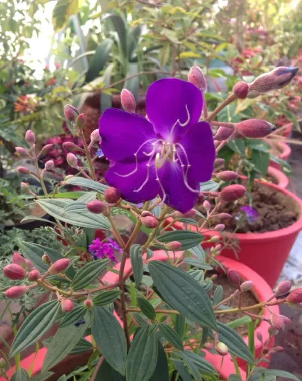 Begum_Bahar_Plant_-_Grafted_&_Perennial