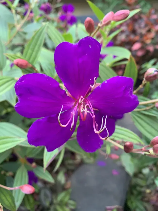 Begum_Bahar_Plant_-_Grafted_&_Perennial