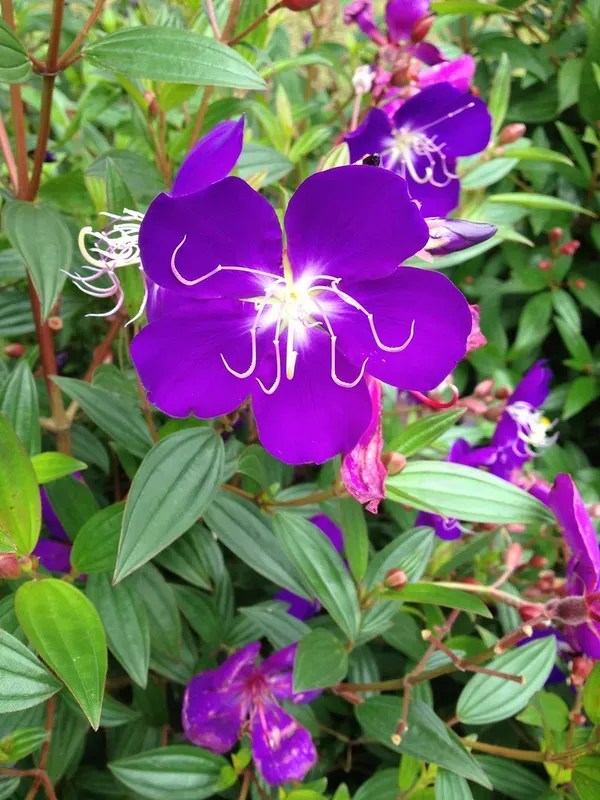 Begum_Bahar_Plant_-_Grafted_&_Perennial