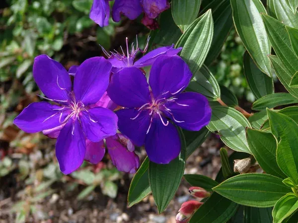 Begum_Bahar_Plant_-_Grafted_&_Perennial