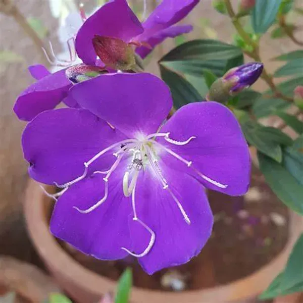 Begum_Bahar_Plant_-_Grafted_&_Perennial