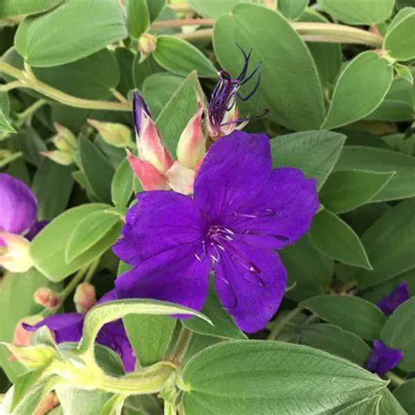 Begum_Bahar_Plant_-_Grafted_&_Perennial