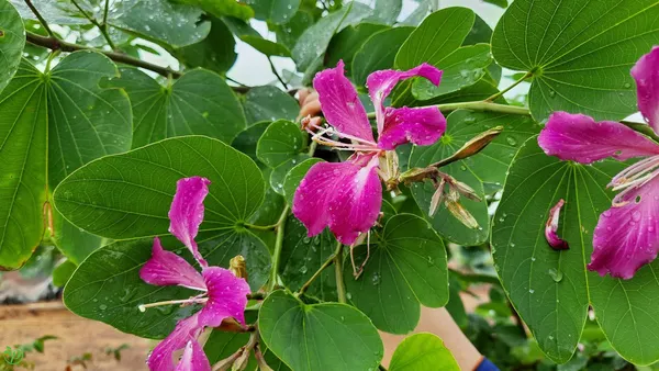 Purple_Kanchana_Plant_-_Grafted_&_Perennial