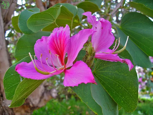 Purple_Kanchana_Plant_-_Grafted_&_Perennial