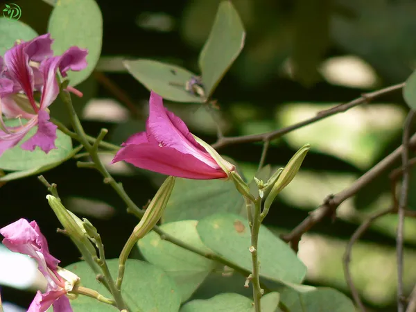 Purple_Kanchana_Plant_-_Grafted_&_Perennial