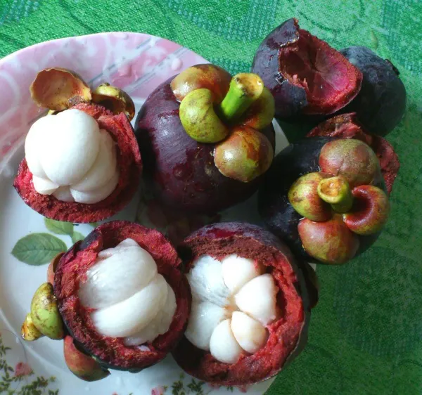 Purple_Mangosteen_Plant_-_Grafted_&_Perennial