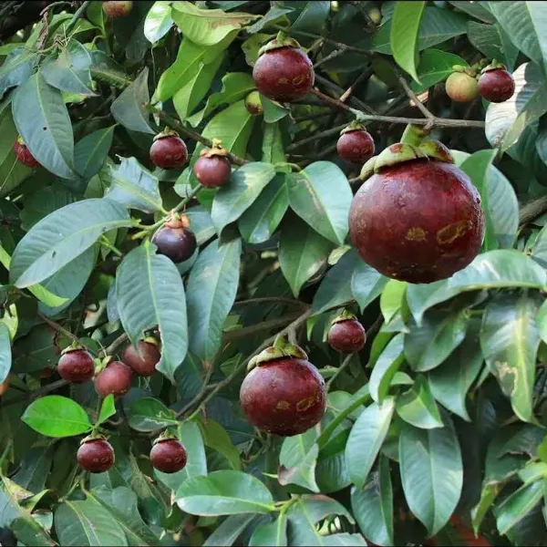 Purple_Mangosteen_Plant_-_Grafted_&_Perennial